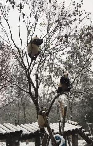 雪の中で大喜び、パンダの楽しい冬の日々