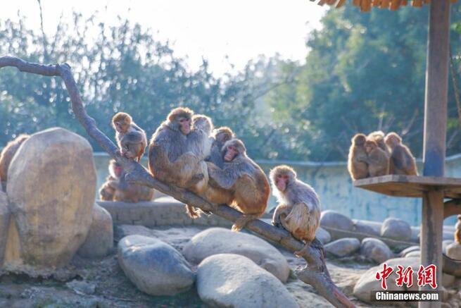 江南にも寒波、身を寄せ合って暖を取る動物たちの「可愛い姿」　江蘇省