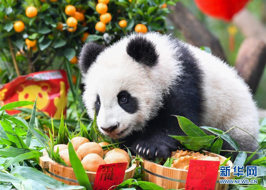 广州：大熊猫宝宝迎新春