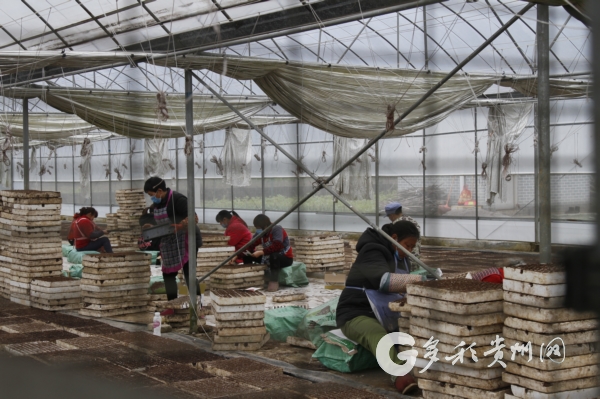 （市州）贵州大方：立足品牌优势 做大辣椒产业