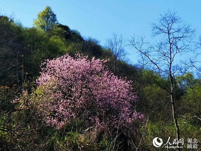 湖北麻城龟峰山百花迎春