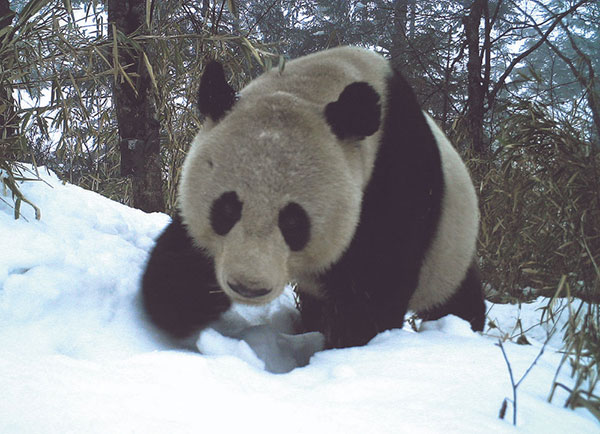 有“小区”有“法庭” 73只野生大熊猫在此安居