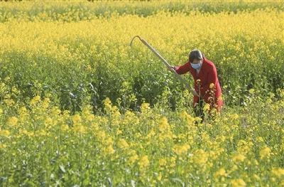 金融时报：雨水节气至 抗疫不误抓春耕