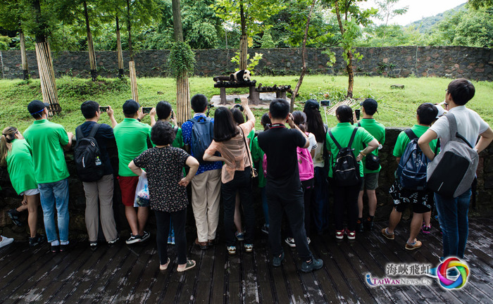 营员们用相机、手机等设备记录熊猫们的一举一动。摄影 陈治普