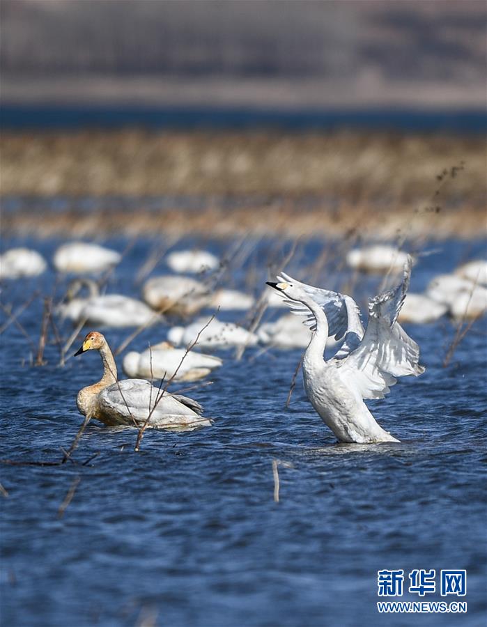 大天鹅栖息白石水库湿地自然保护区