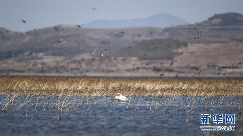 大天鹅栖息白石水库湿地自然保护区