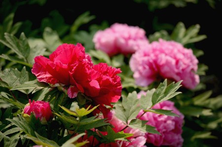 Peony Flower Festival Infused with History and Culture