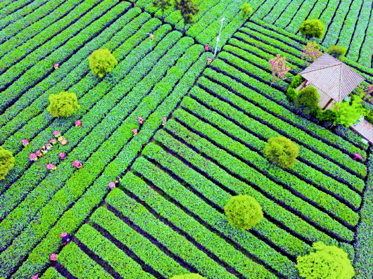 （大头条）十年坚守 贵州茶产业迎来春天