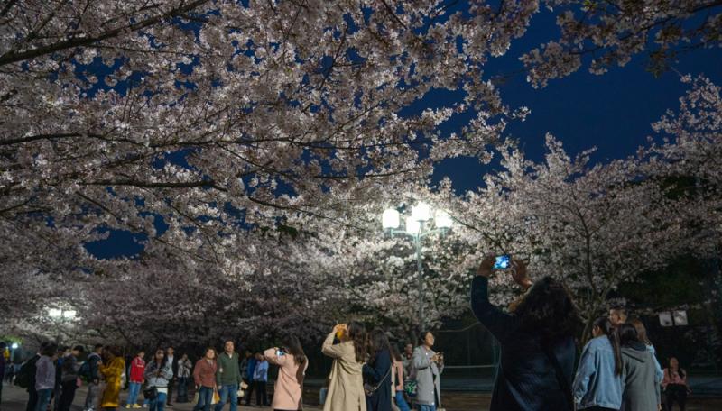 白天赏樱花的人太多 你知道上海的“夜樱”有多美？