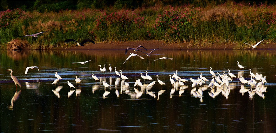 【高清组图】山西汾河湿地清徐段迎来大批白鹭