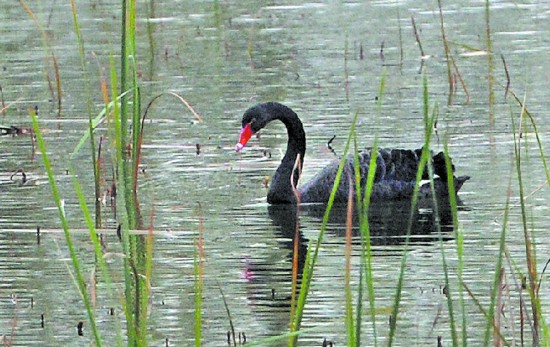（今日热点3，导航成都，移动端）首份《四川最佳观鸟地指南》发布 来和鸟儿亲密接触