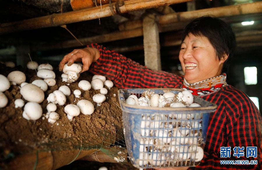 河南尉氏：小蘑菇撑起村民 “致富伞”