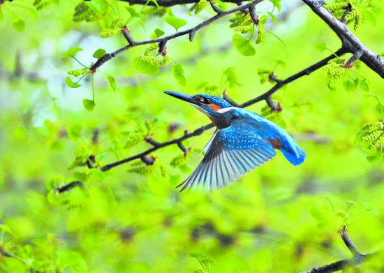 （今日热点3，导航成都，移动端）首份《四川最佳观鸟地指南》发布 来和鸟儿亲密接触