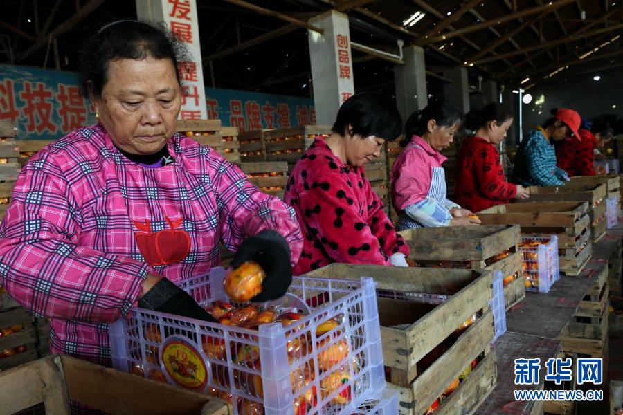 闽北顺昌：拓展柑橘销售国内国际双循环