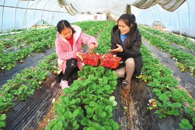 【河南好项目-图片】草莓红 采摘乐