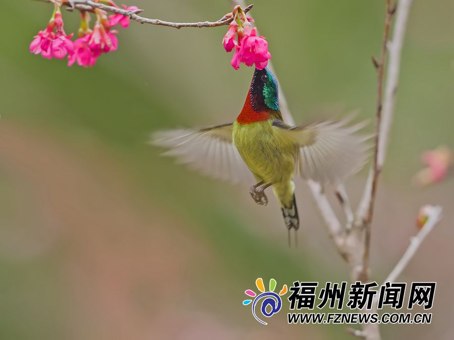 【焦点图】【福州】【移动版】【Chinanews带图】福建最美冬日花鸟图正在森林公园上演