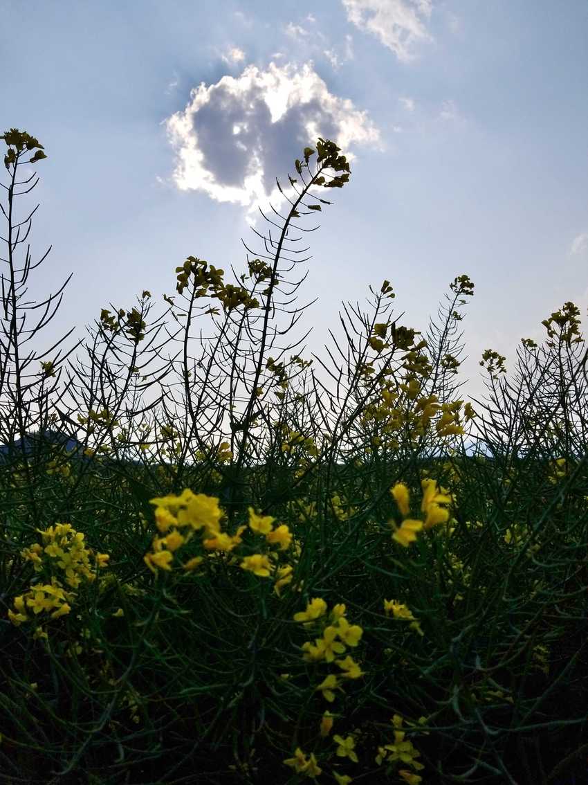 图片默认标题_fororder_C360_2018-03-12-16-54-32-129_comps