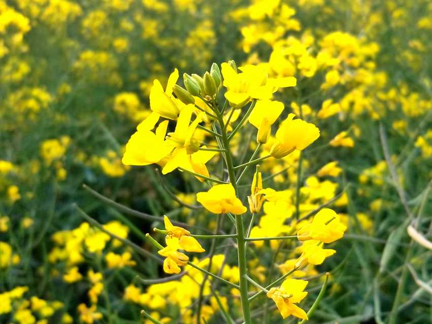 图片默认标题_fororder_C360_2018-03-12-18-28-27-692