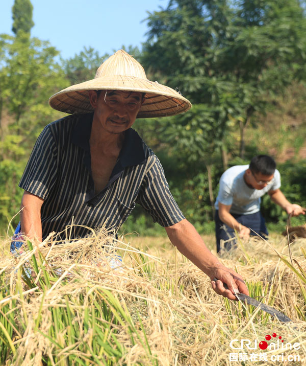 四川华蓥:捡拾稻穗 颗粒归仓