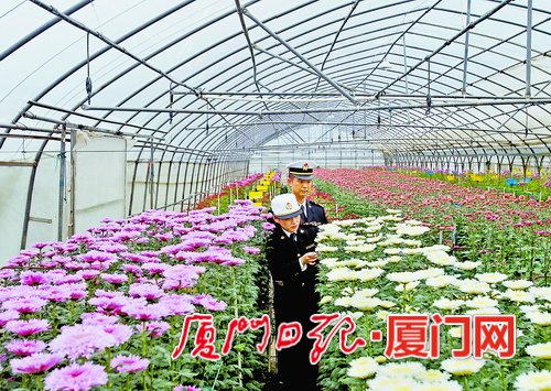 【财经主推】【厦门】【移动版】【Chinanews带图】厦门口岸首季度出口菊花逾2700万枝
