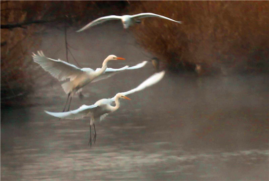 birds of around 100 species that include ruddy shelduck, swan