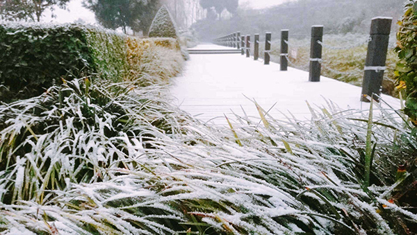 成都下雪啦 龙泉驿区银装素裹 南方的雪景也很美