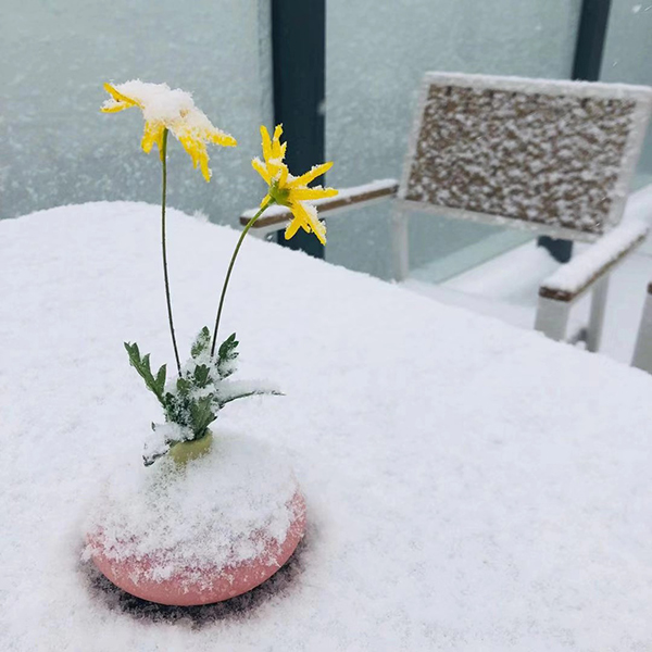 图片默认标题_fororder_成都龙泉驿区树枝上的雪花-成雪景标配（成都龙泉驿区网信办-供图）-(4)