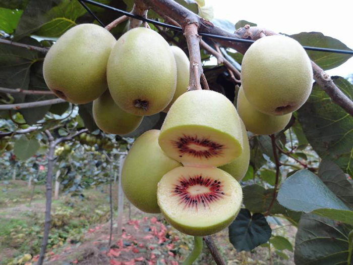 图片默认标题_fororder_2