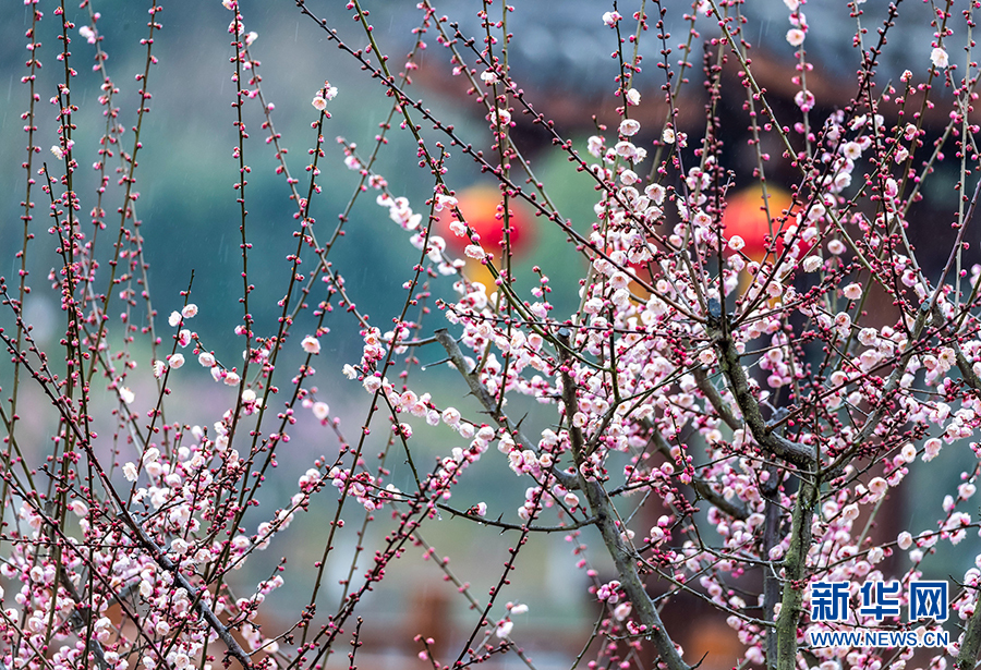 重庆南川：红梅花开迎新春