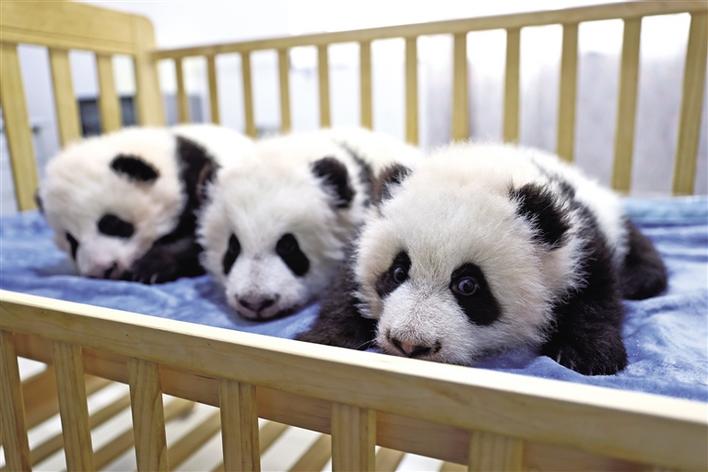 西安秦岭大熊猫研究中心：三只雌性熊猫已满百日 迎来了新的成长季