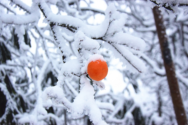 图片默认标题_fororder_皑皑白雪中的一点红（摄影：葛旺）
