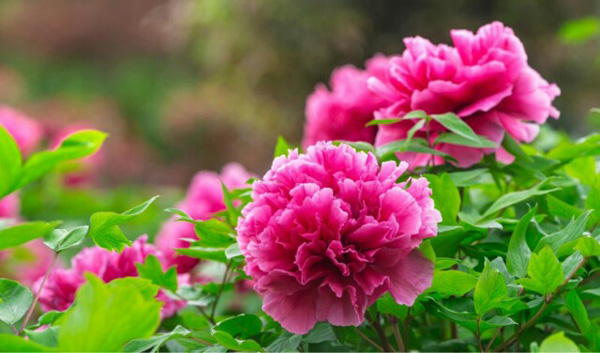 图片默认标题_fororder_盛开的牡丹-供图-彭州市委宣传部