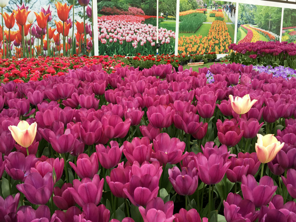 图片默认标题_fororder_盛开的郁金香-供图-彭州市委宣传部