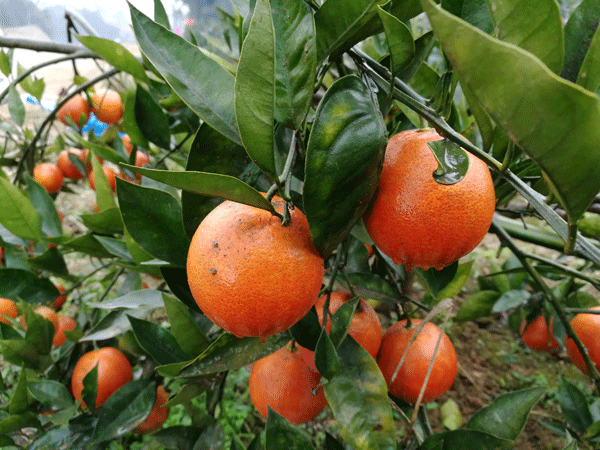 图片默认标题_fororder_2