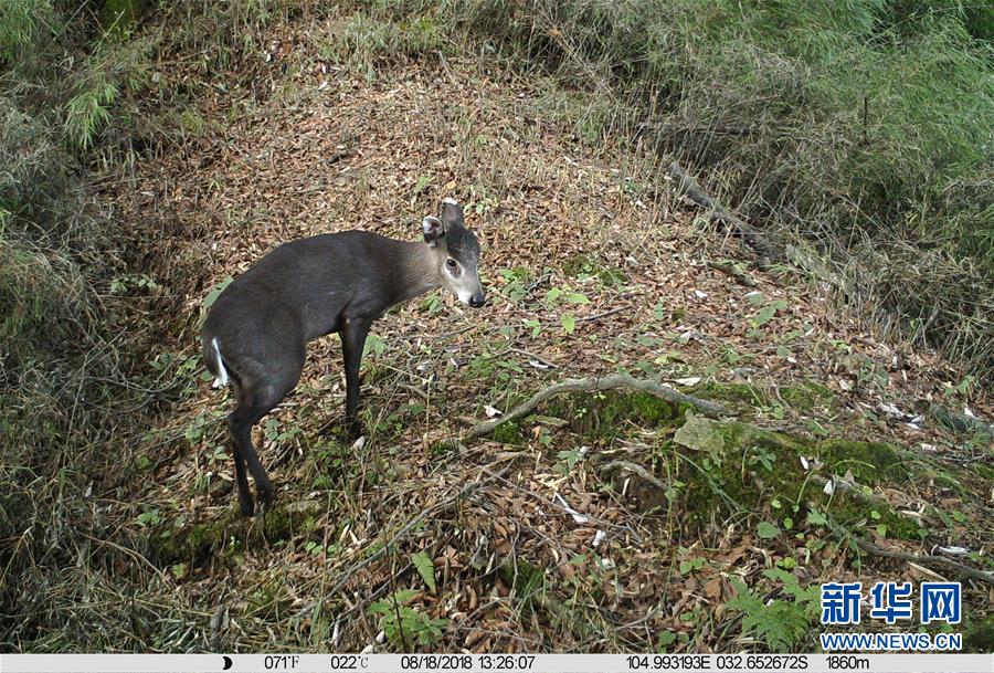 基本掌握了野生大熊猫等珍稀动物活动情况和种群分布状况,野生动物