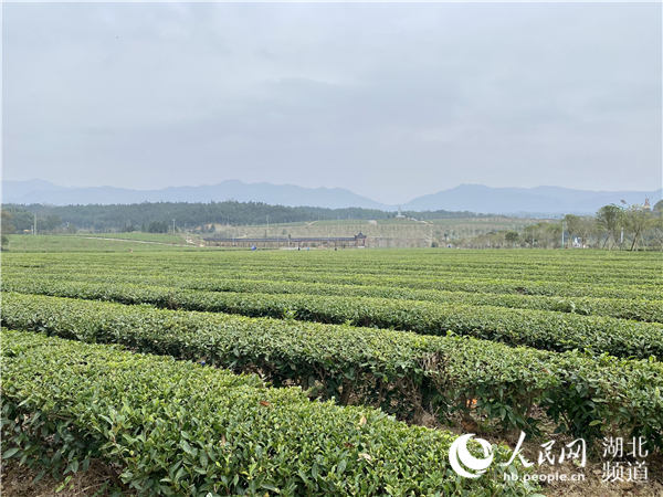 【决胜之年看湖北·咸宁行】湖北通城美丽乡村建设为脱贫攻坚添景助力