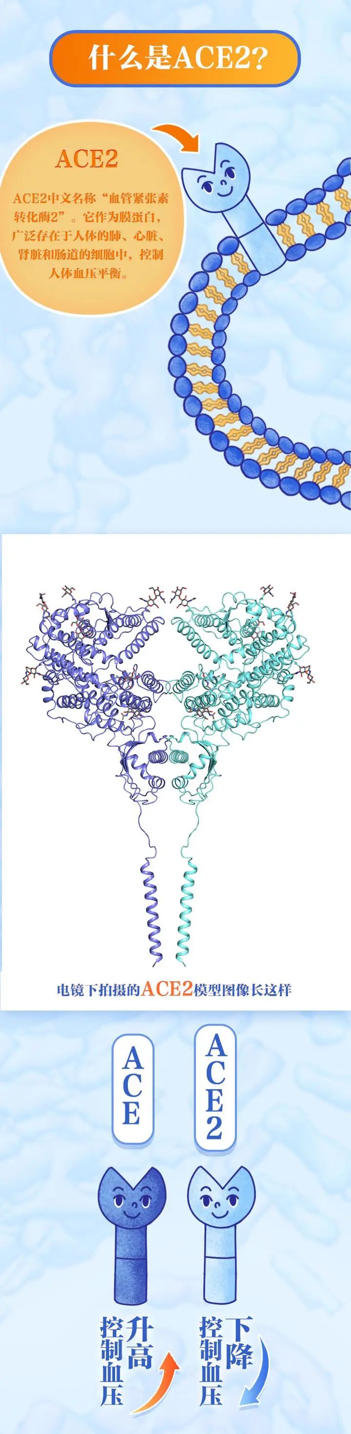 经济日报■好消息！第一批疫苗已产生抗体