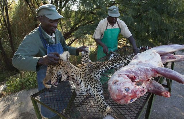 非洲血腥动物标本加工揭秘 场面触目惊心