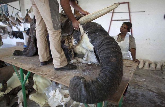 非洲血腥动物标本加工揭秘 场面触目惊心