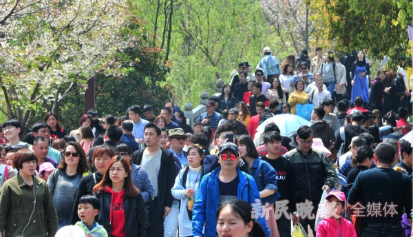 清明假期三天 顾村公园共迎来30余万赏樱客