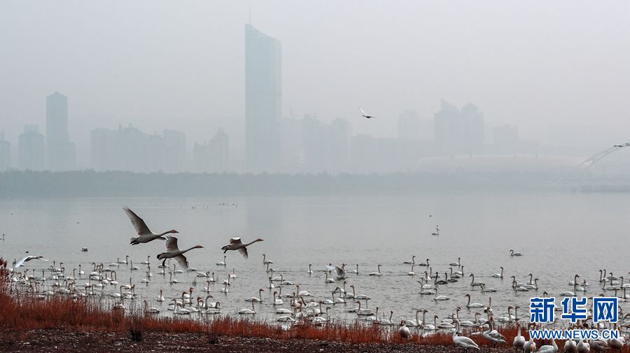 河南三门峡：冬季到黄河赏天鹅