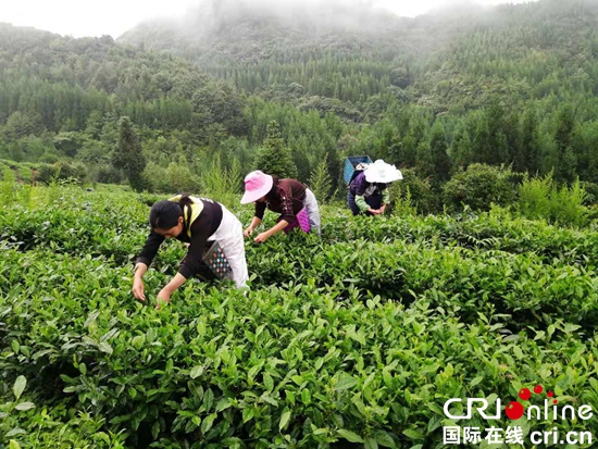 貴州六盤水：農戶採茶致富忙