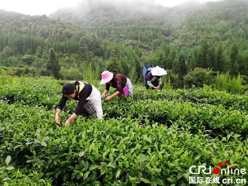 贵州六盘水：农户采茶致富忙（组图）