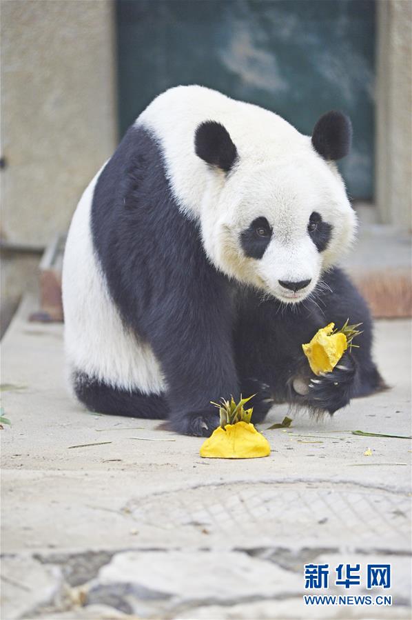 2月2日,天津动物园的大熊猫在吃"饺子". 新华社发(史淞予 摄)