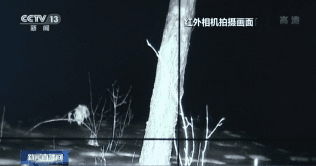 野生の東北虎を発見＝吉林延辺