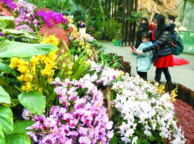 植物园邀市民逛“鲜花庙会”