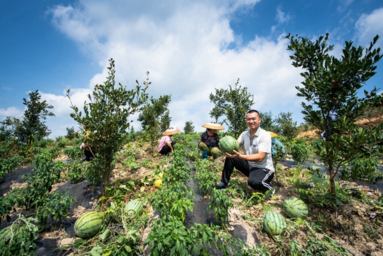 贵州天柱：打造油茶全产业链 建成30万亩“绿色银行”