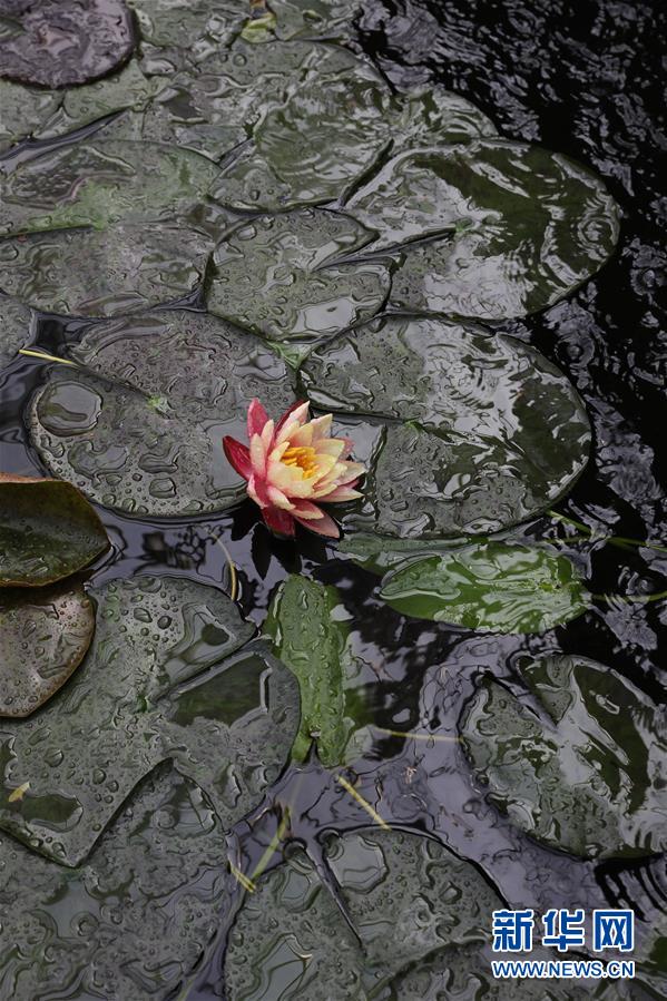 北京最“年长”植物温室重新开放 北京最“年长”植物温室重新开放