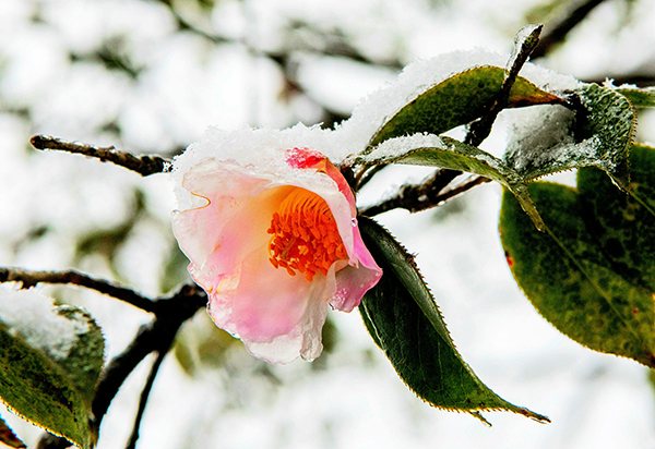图片默认标题_fororder_雪中茶花