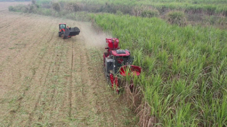 广西龙州：政府援手甘蔗抢收